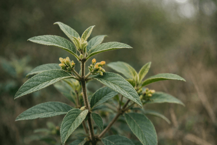 Close-up of Fadogia Agrestis plant